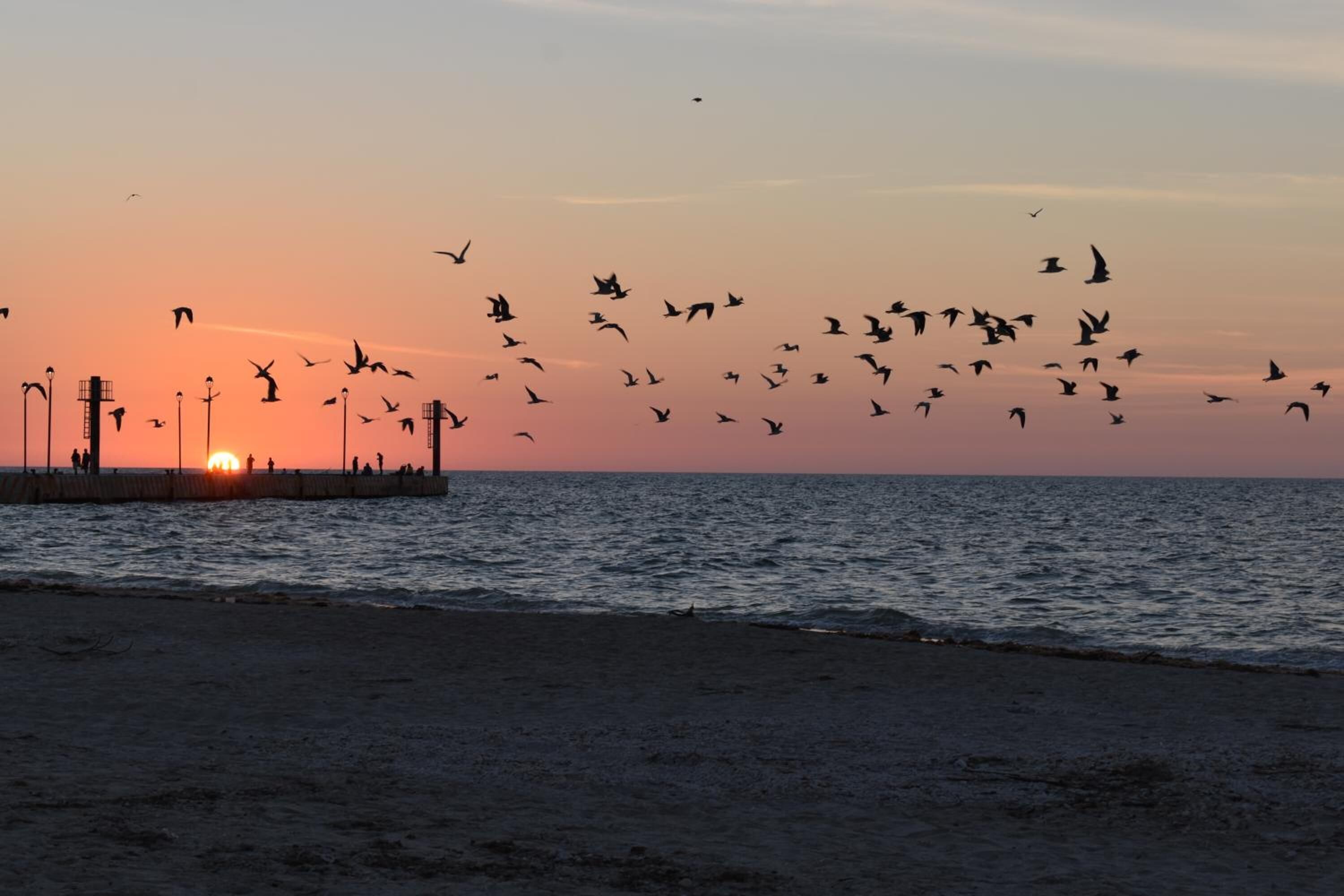 Una playa al atardecer con un muelle y aves volando.