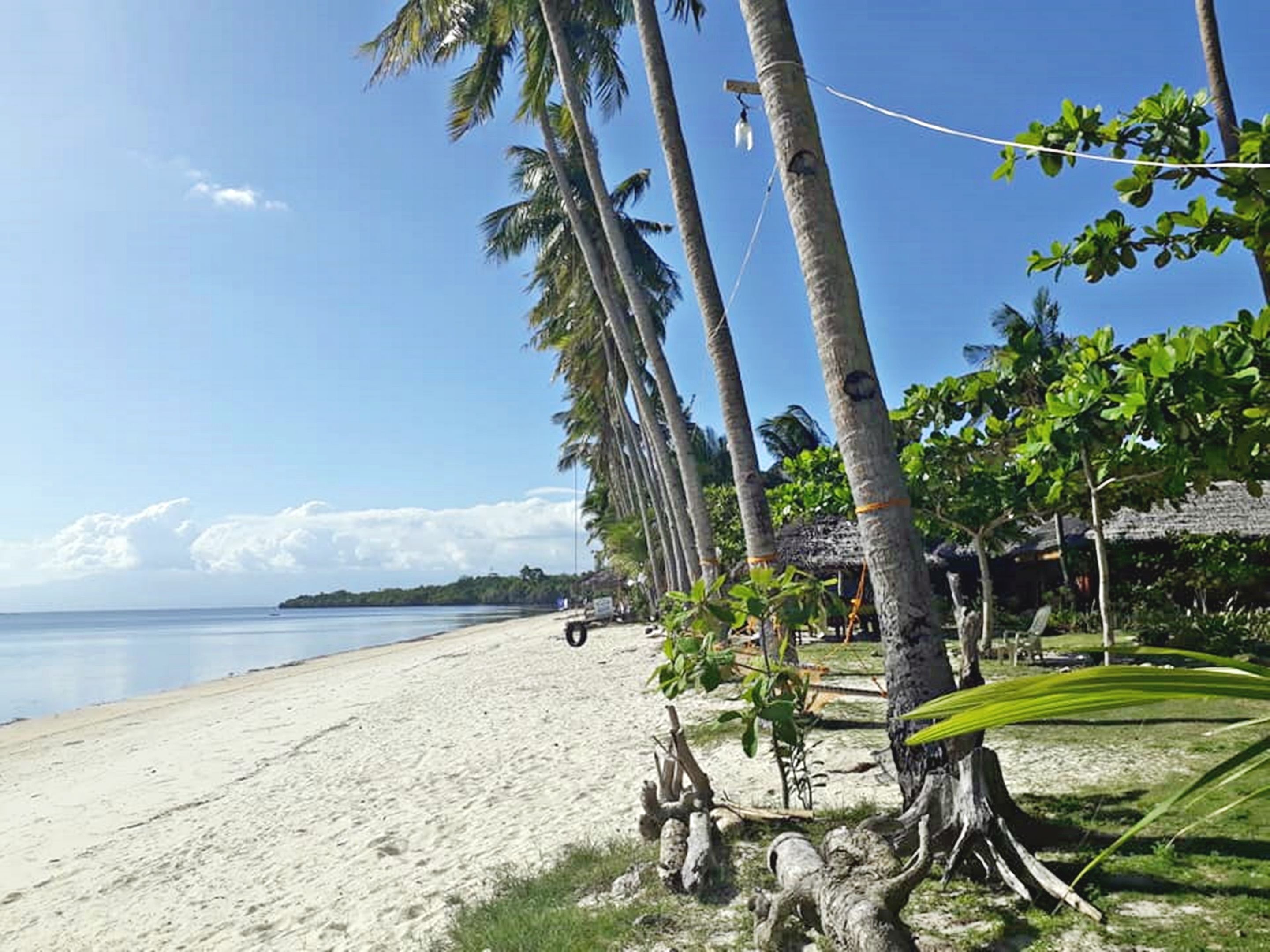 A beach with palm trees, a clear sky, and a calm sea.