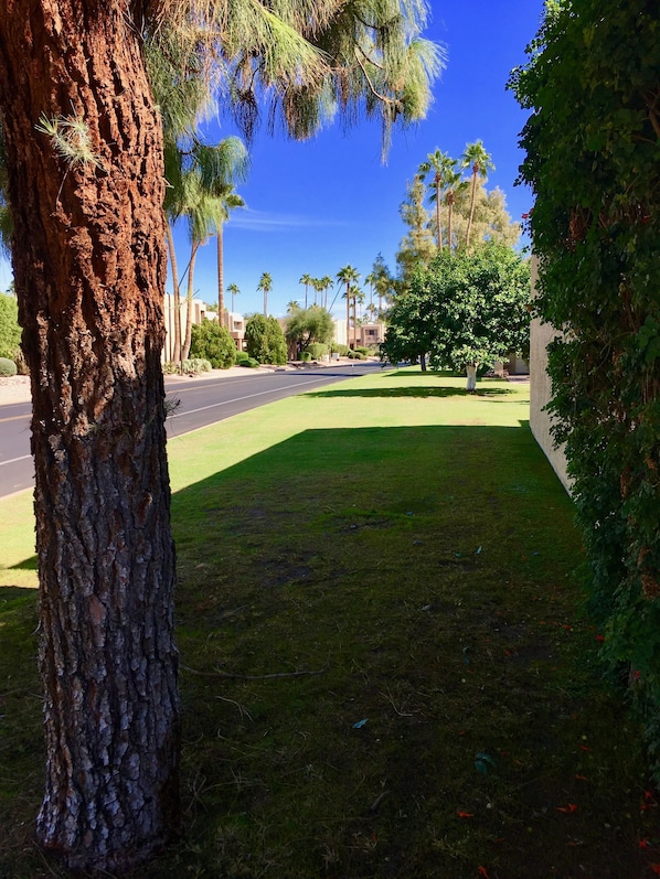 A tree-lined street with a clear sky.