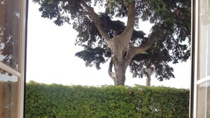 Une vue à travers une fenêtre, avec une grille en métal, un arbuste et un grand arbre.