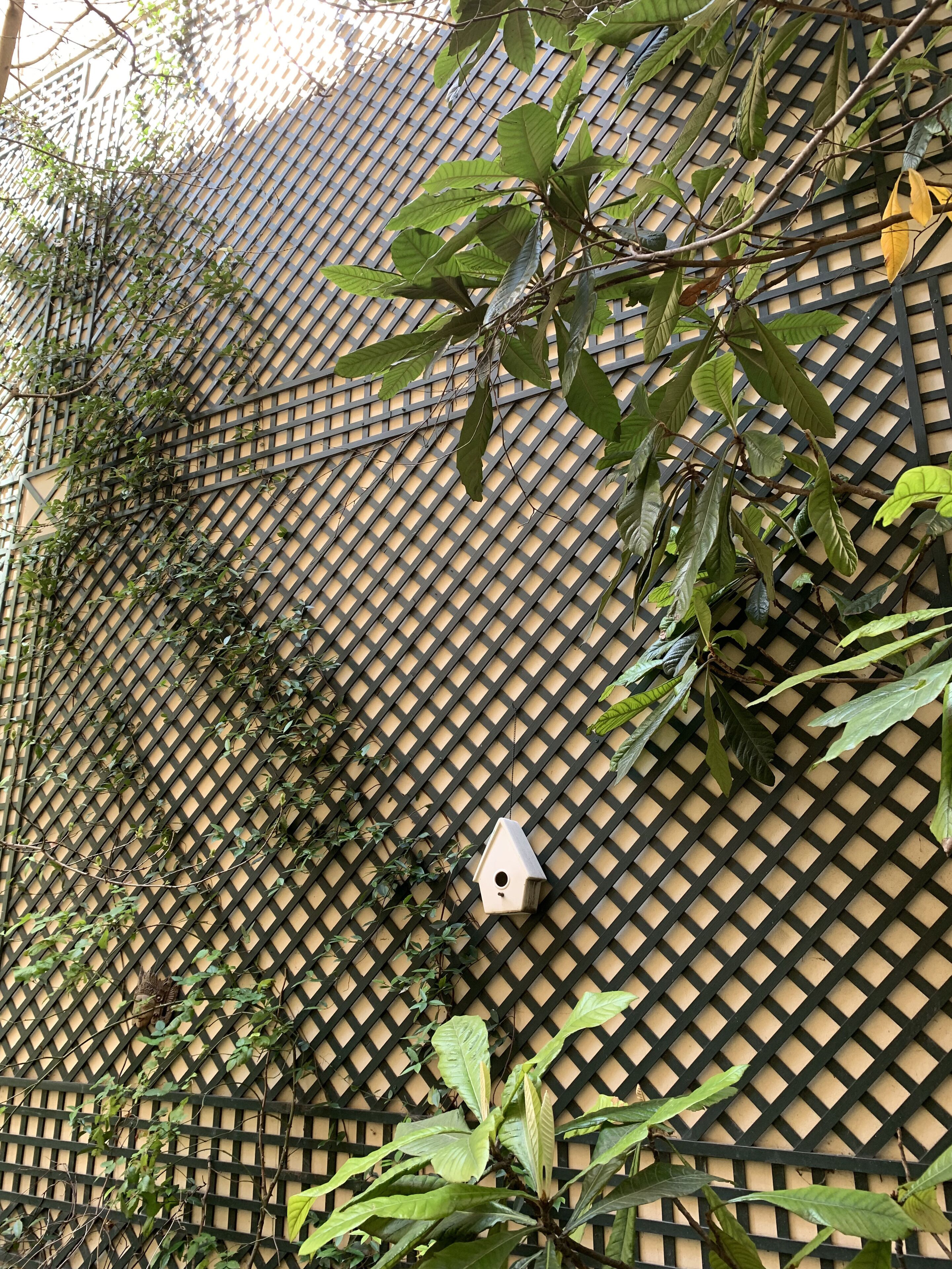 A lattice fence with climbing plants and a birdhouse.