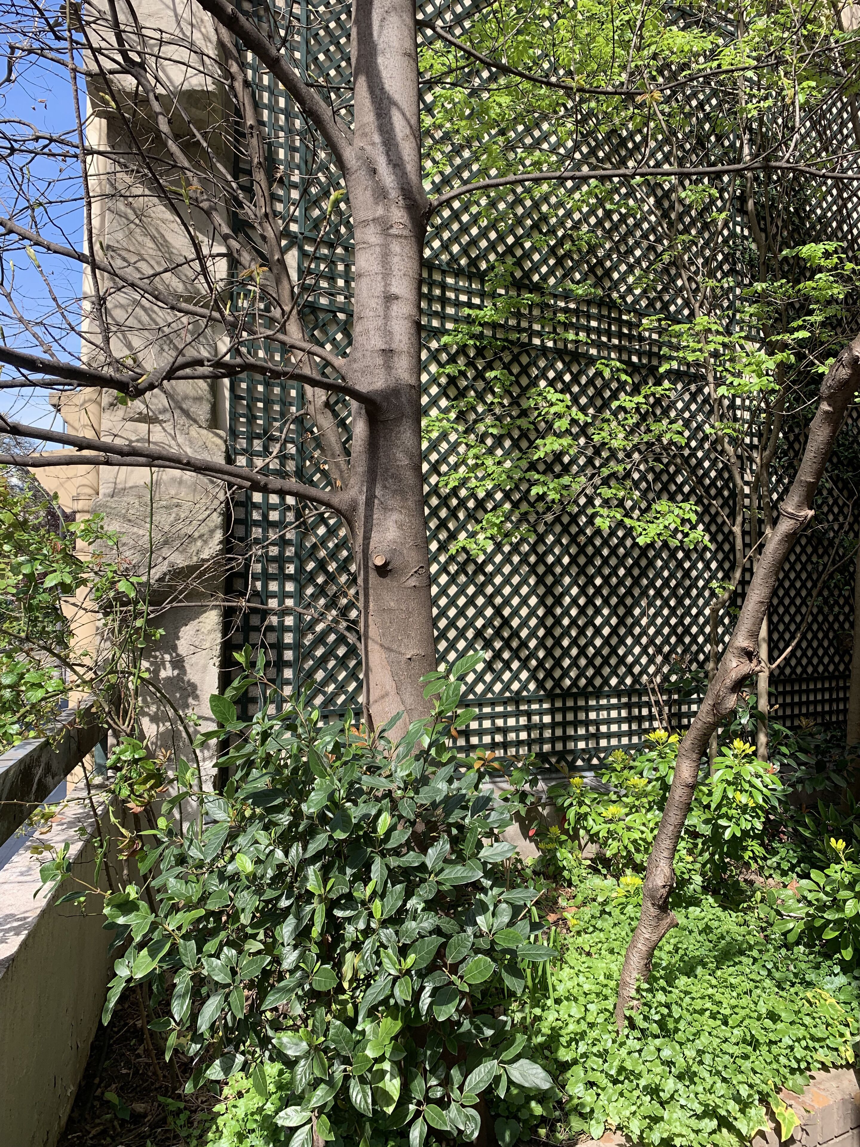 A tree in front of a building with a lattice fence.