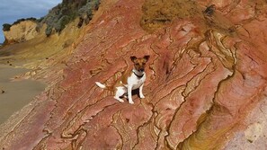 Ein Hund sitzt auf einer skulpturartigen Felsformation, im Hintergrund ein Strand.