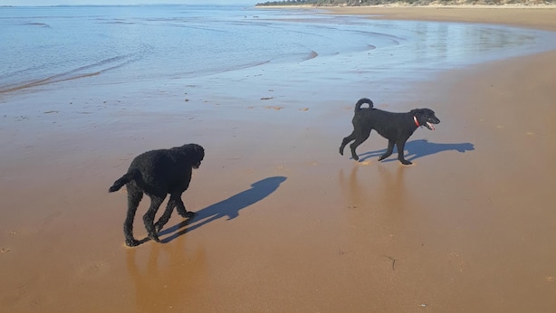 A beach with two dogs walking on the sand.