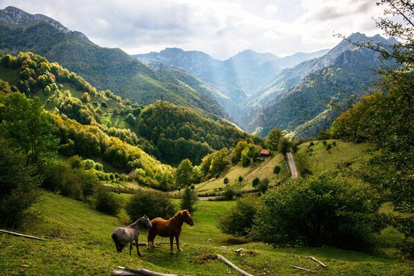 Un paisaje montañoso con dos caballos pastando.