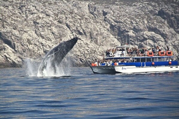 Un bote con pasajeros observando a una ballena emergiendo del agua.