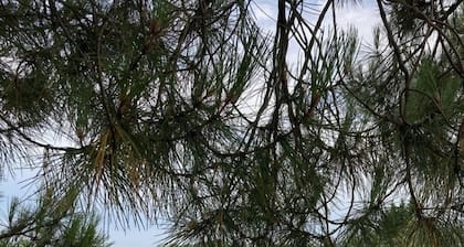 Chalet with terrace in the countryside, ideal quiet location.