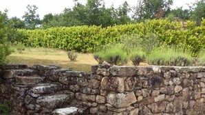 A stone wall with steps leading up to a garden area with various plants and a hedge in the background. - Chalet with terrace in the countryside, ideal quiet location. (Tauriers)