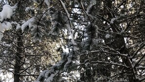 Una baita di legno con veranda e tavolo da picnic, circondata da alberi innevati.