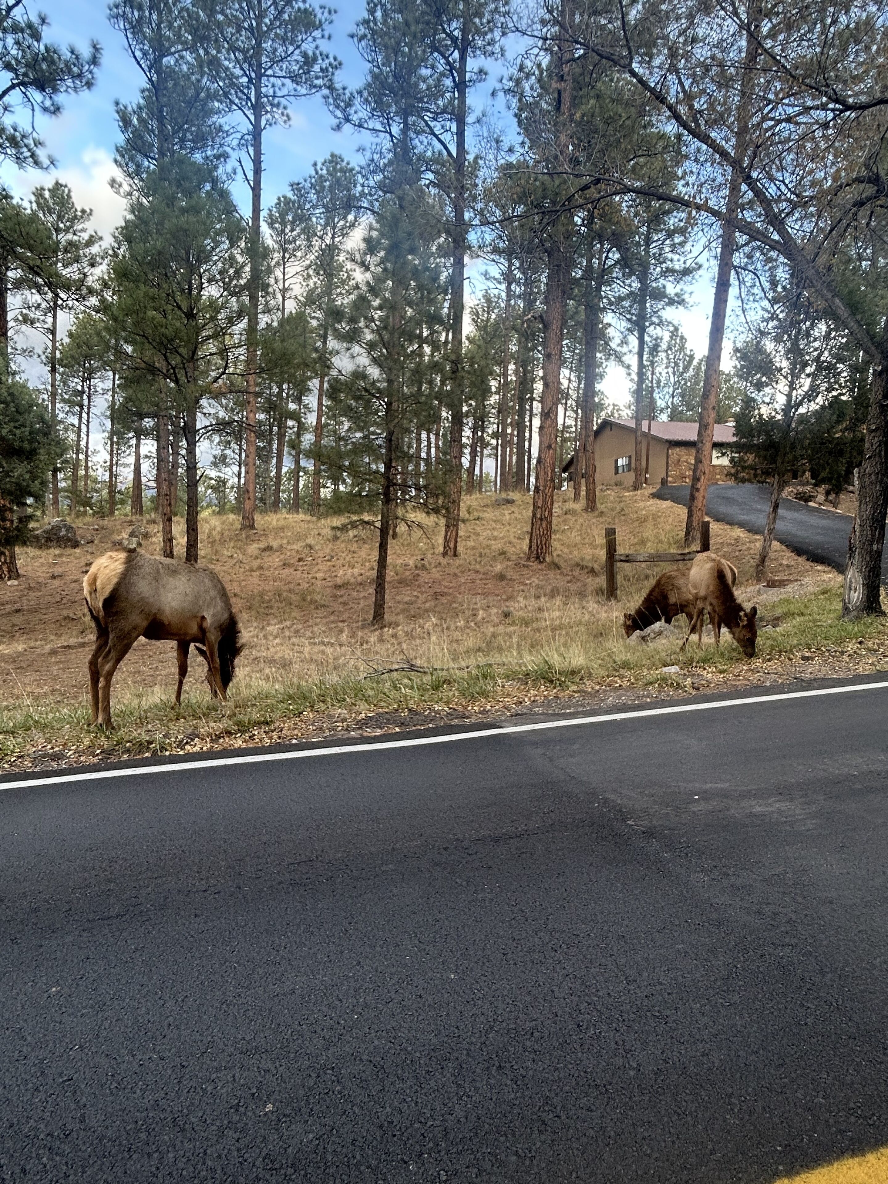 Un camino rural con dos caballos pastando cerca de un área boscosa y una casa al fondo.