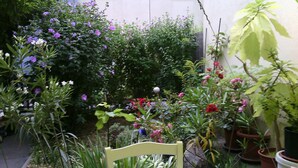 Un jardin avec différentes plantes et fleurs, une chaise en bois et des plantes en pot.