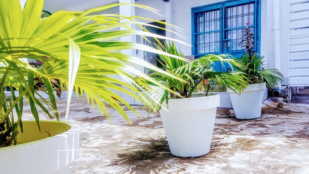 A courtyard with potted plants and a blue window. - Appartement Maképé B.M 1 (Douala)