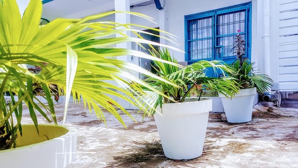A courtyard with potted plants and a blue window. - Appartement Maképé B.M 2 (Douala)