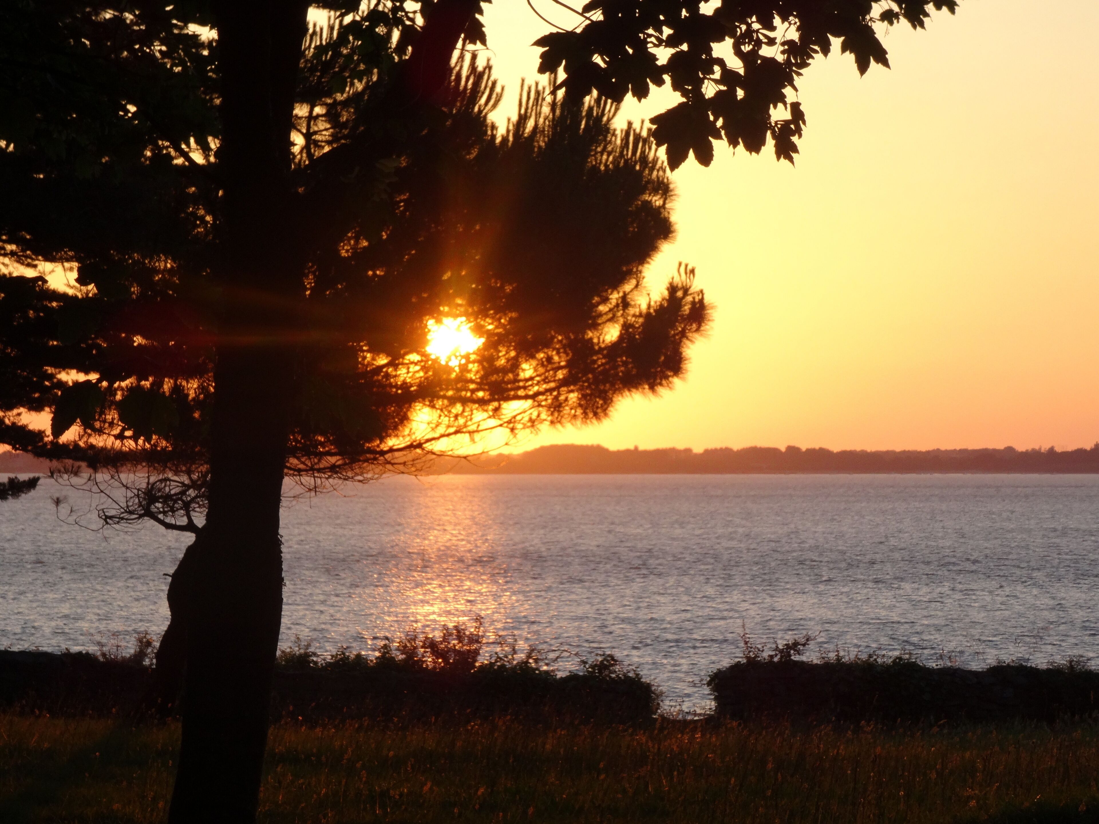 A sunset over a body of water with a tree in the foreground.