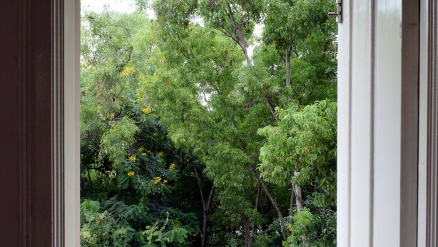 Un balcon donnant sur une forêt dense et verdoyante, avec une porte blanche.