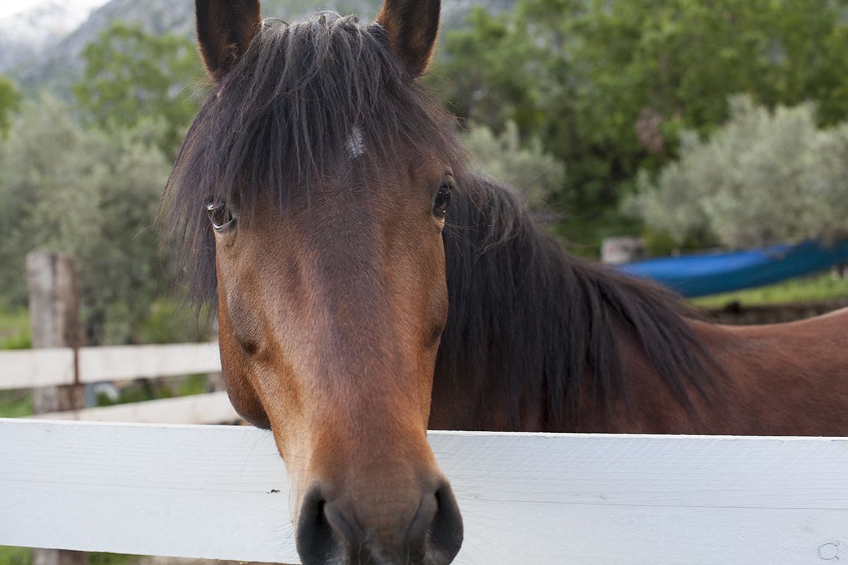 A close-up of a horse's face.