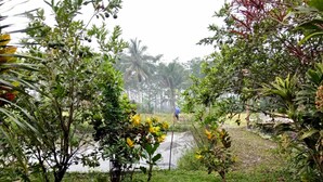 A garden with various plants and a small pond. - Asparin Homestay (Banyuwangi)