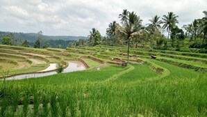 Terraced rice fields with a river, palm trees, and a hilly landscape. - Asparin Homestay (Banyuwangi)