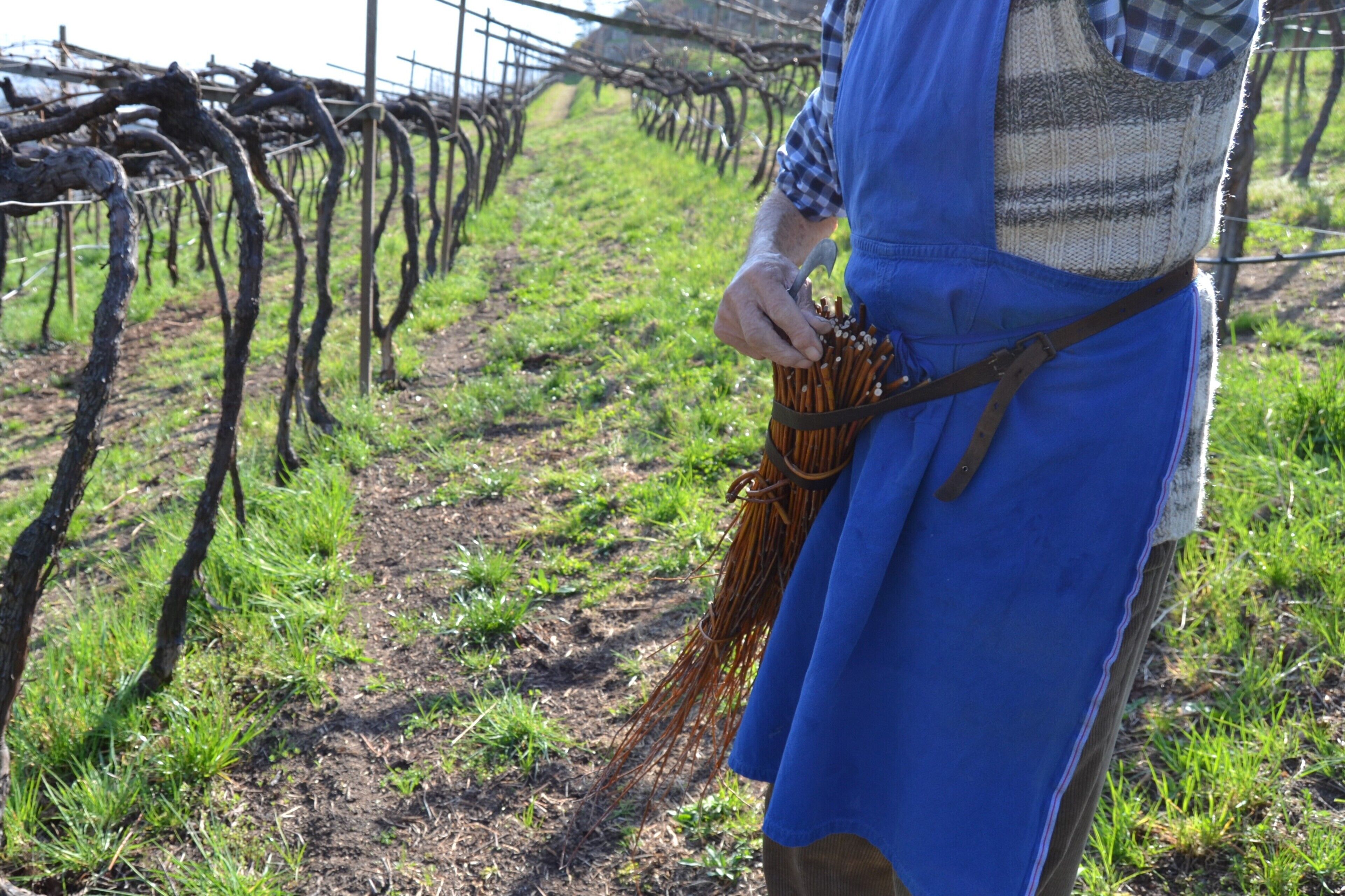 A vineyard with rows of grapevines.