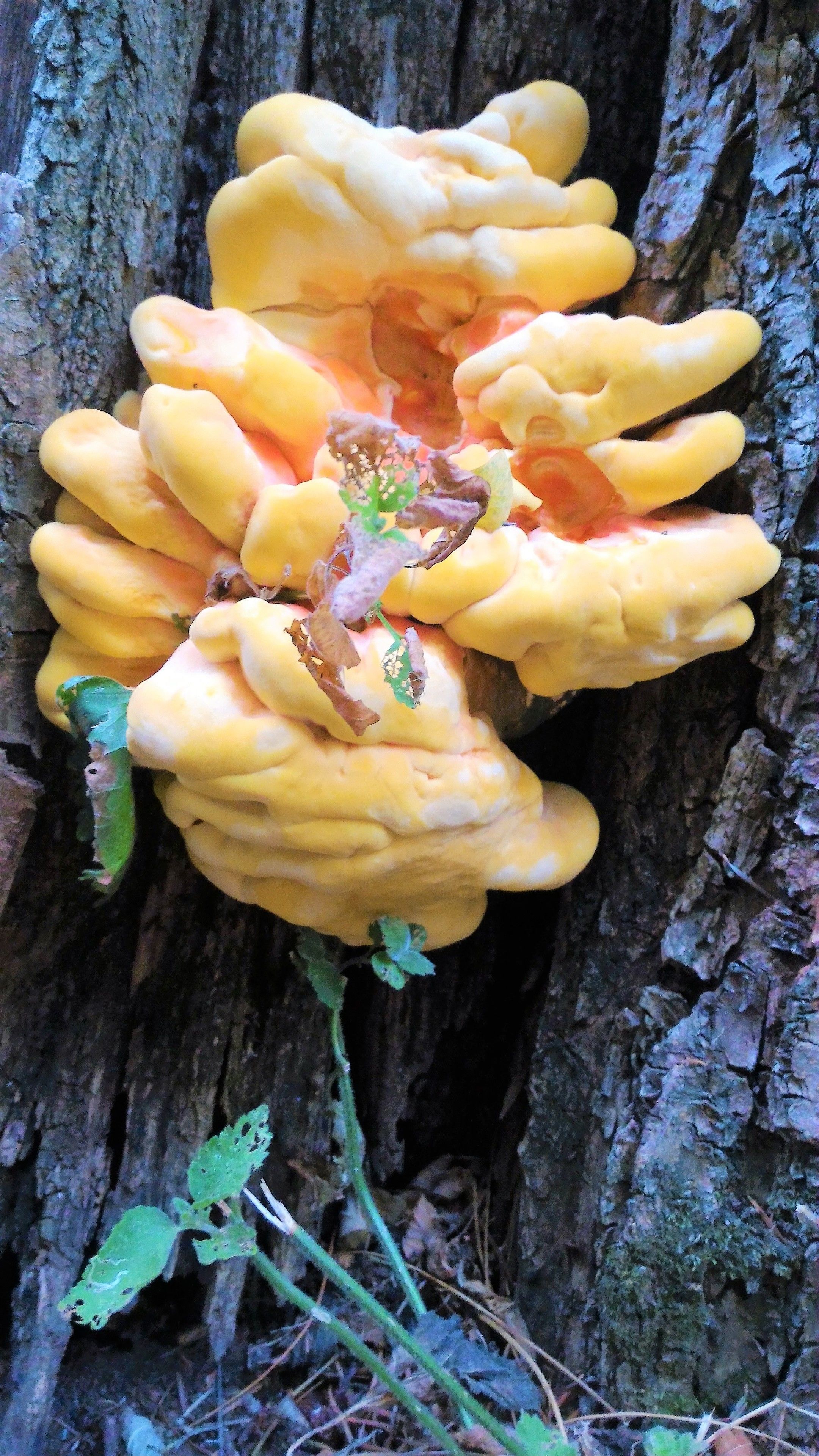 A tree with a large, yellow fungus growing on its trunk.