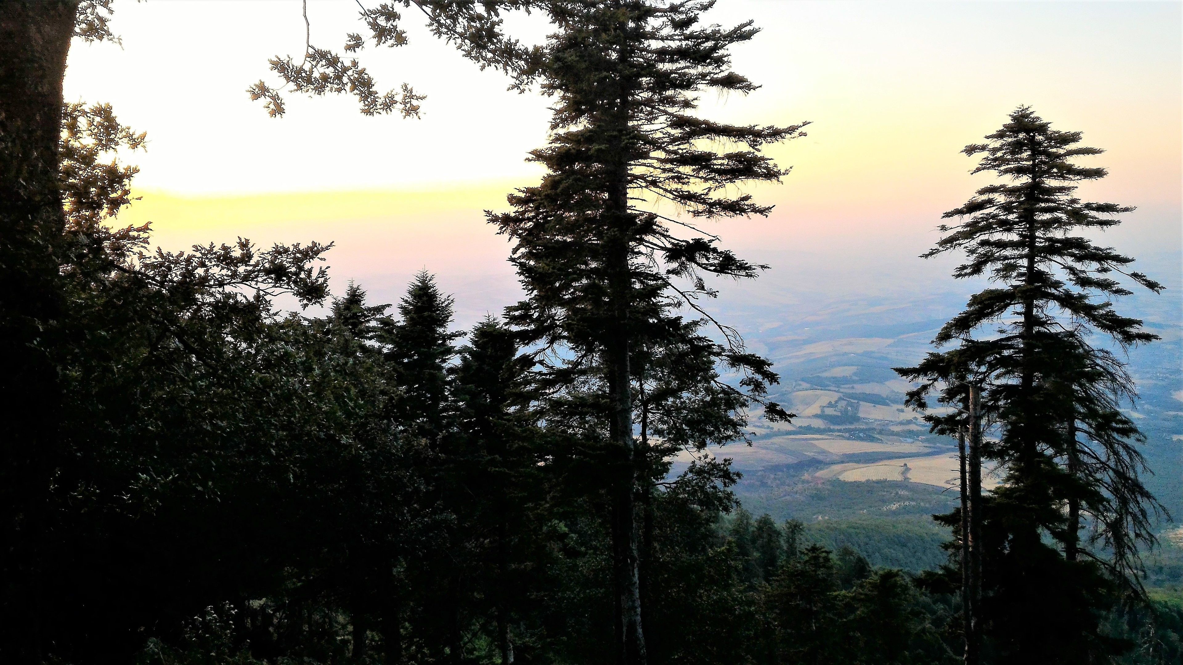 A forested landscape with tall trees and a view of distant hills.