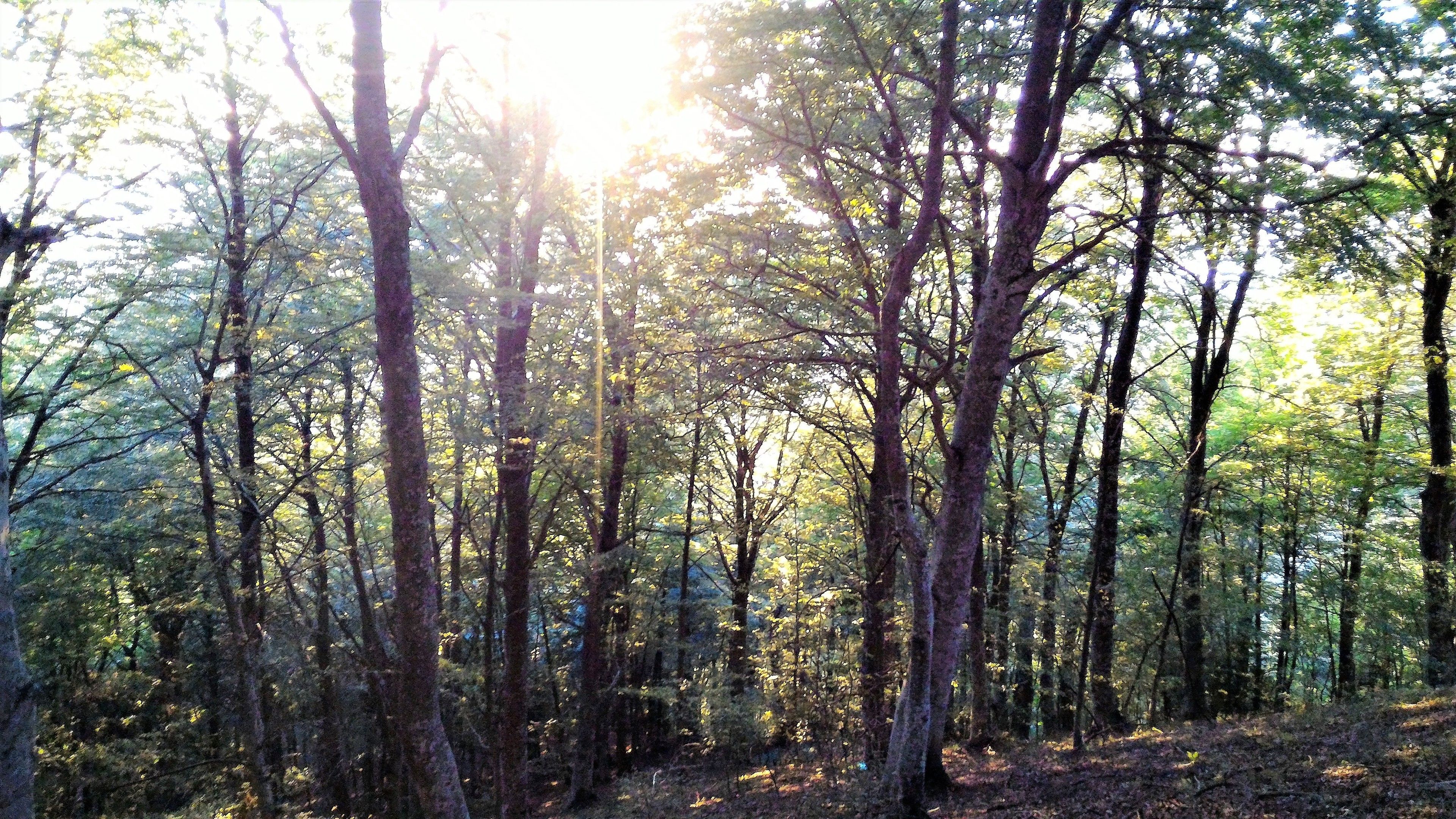 A dense forest with tall trees and sunlight filtering through the canopy.