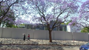 Une rue bordée d’arbres, avec un bâtiment moderne en arrière-plan.