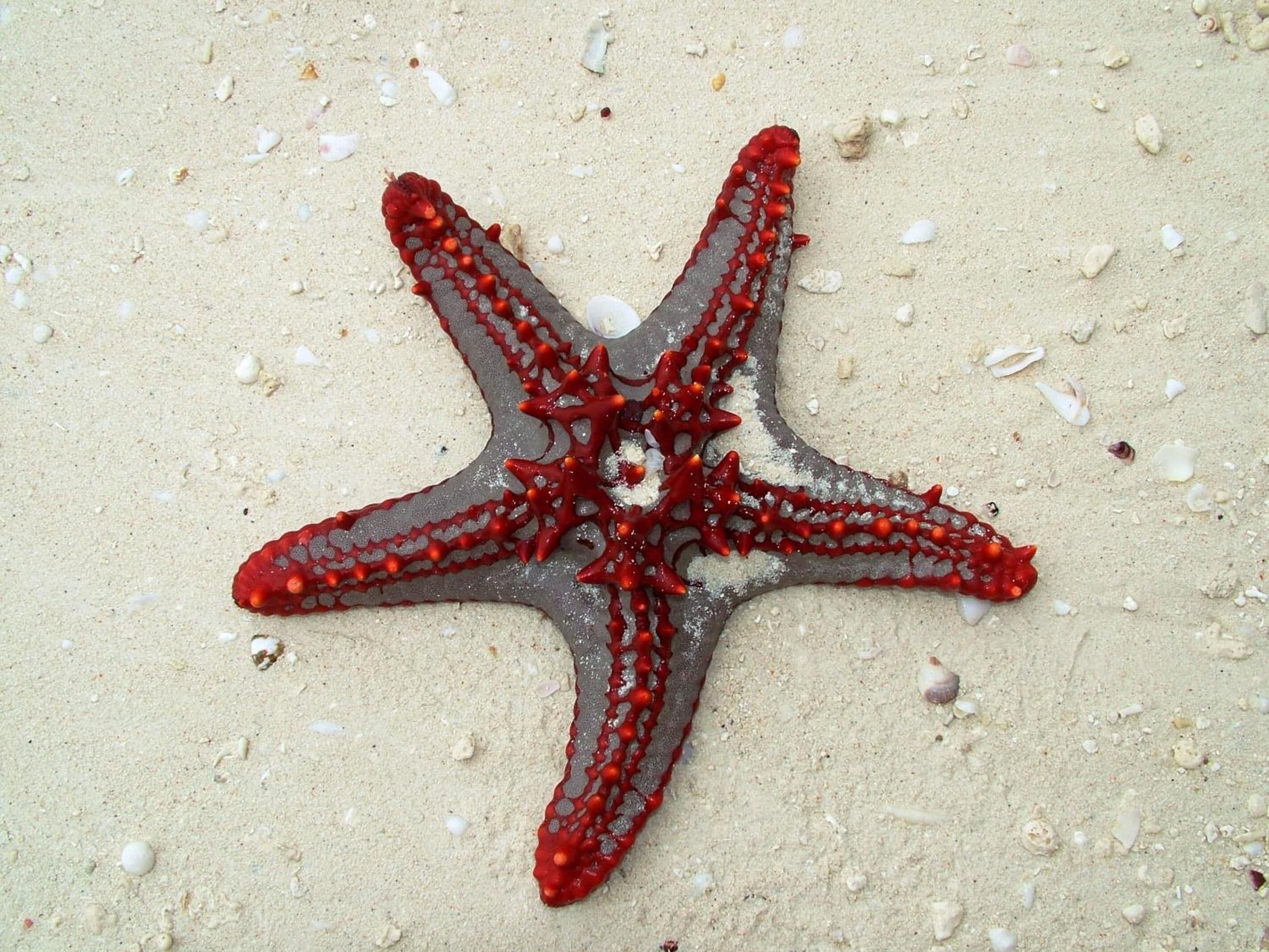 Photo - Princess Salme Inn