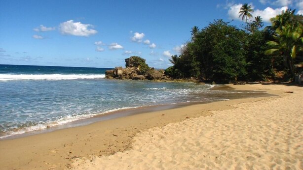 A beach with clear blue water, sandy shore, and palm trees. - Beautiful Beach Apartment at Sandy Beach, Rincon (Rincon)