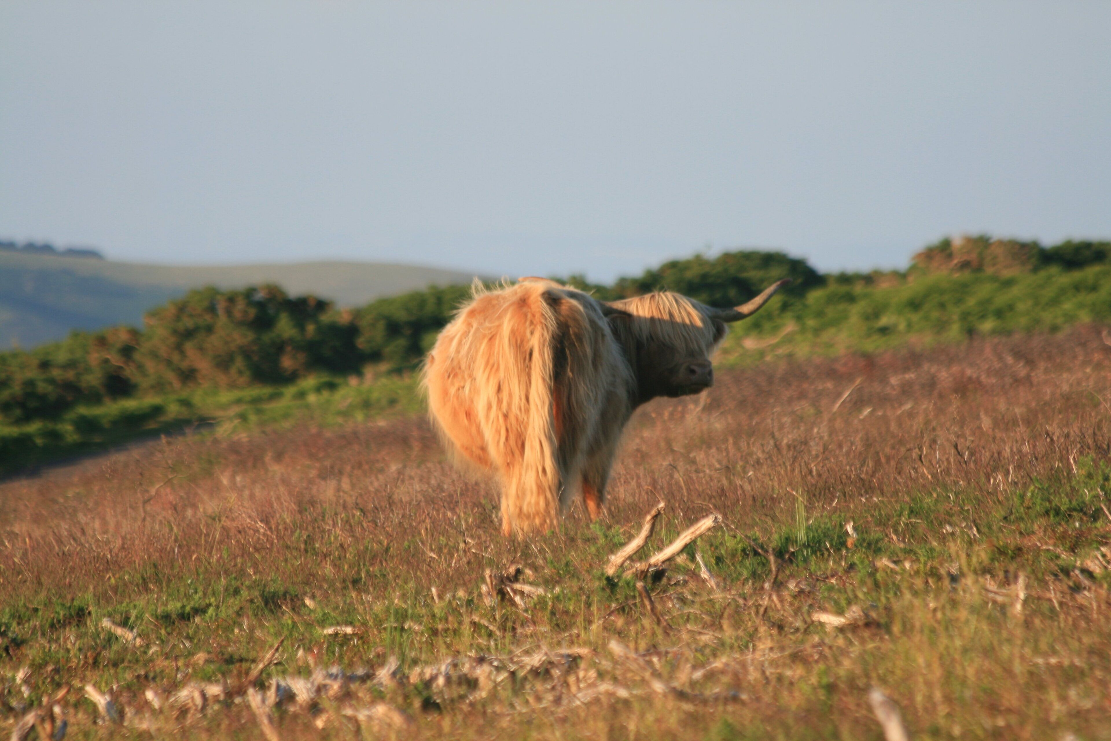 Un campo con un único animal pastando.