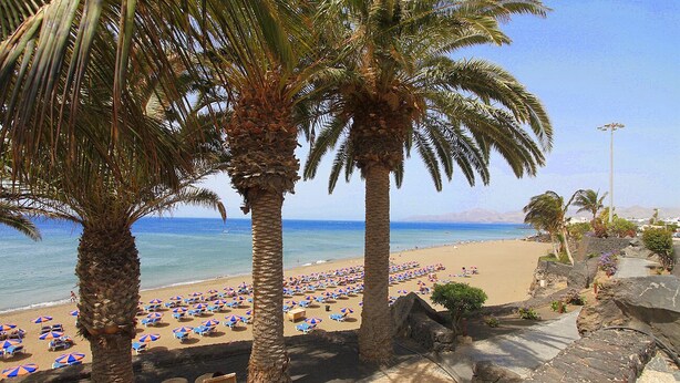 Een strand met palmbomen, ligbedden en parasols.