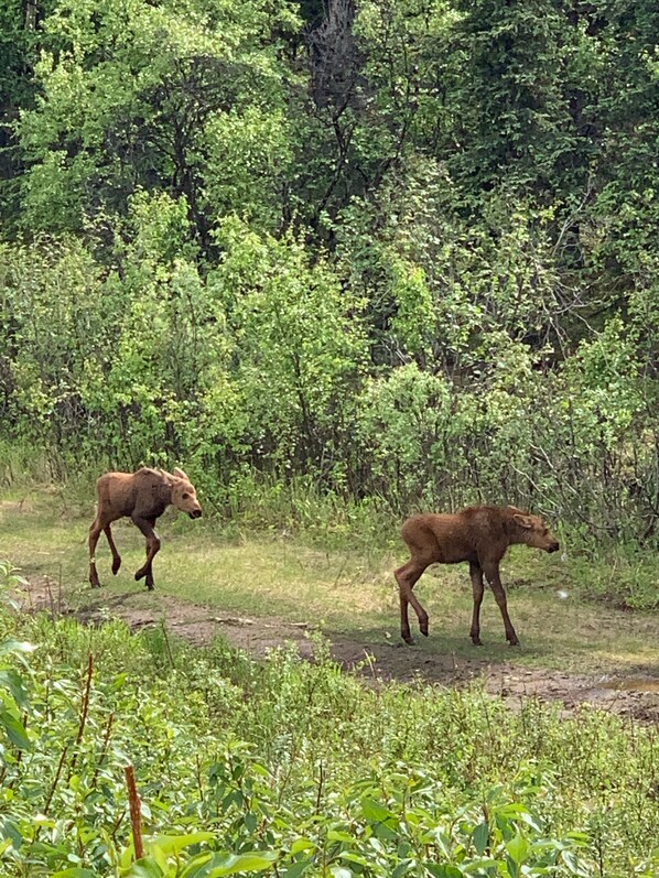 Two moose in a natural setting with dense greenery and trees in the background. - Arctic Dragonfly Inn (Healy)