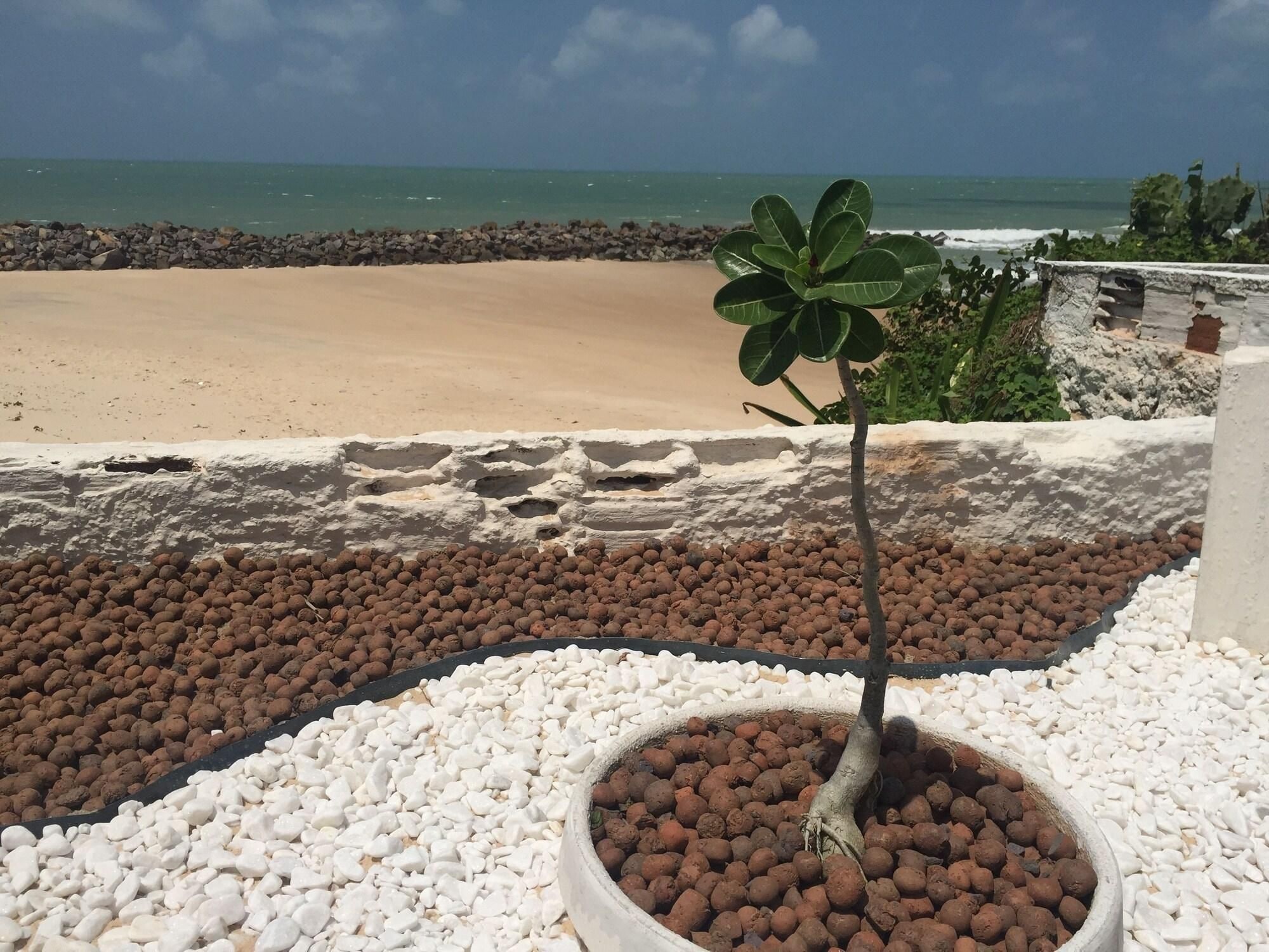 A beach view with a potted plant in the foreground.
