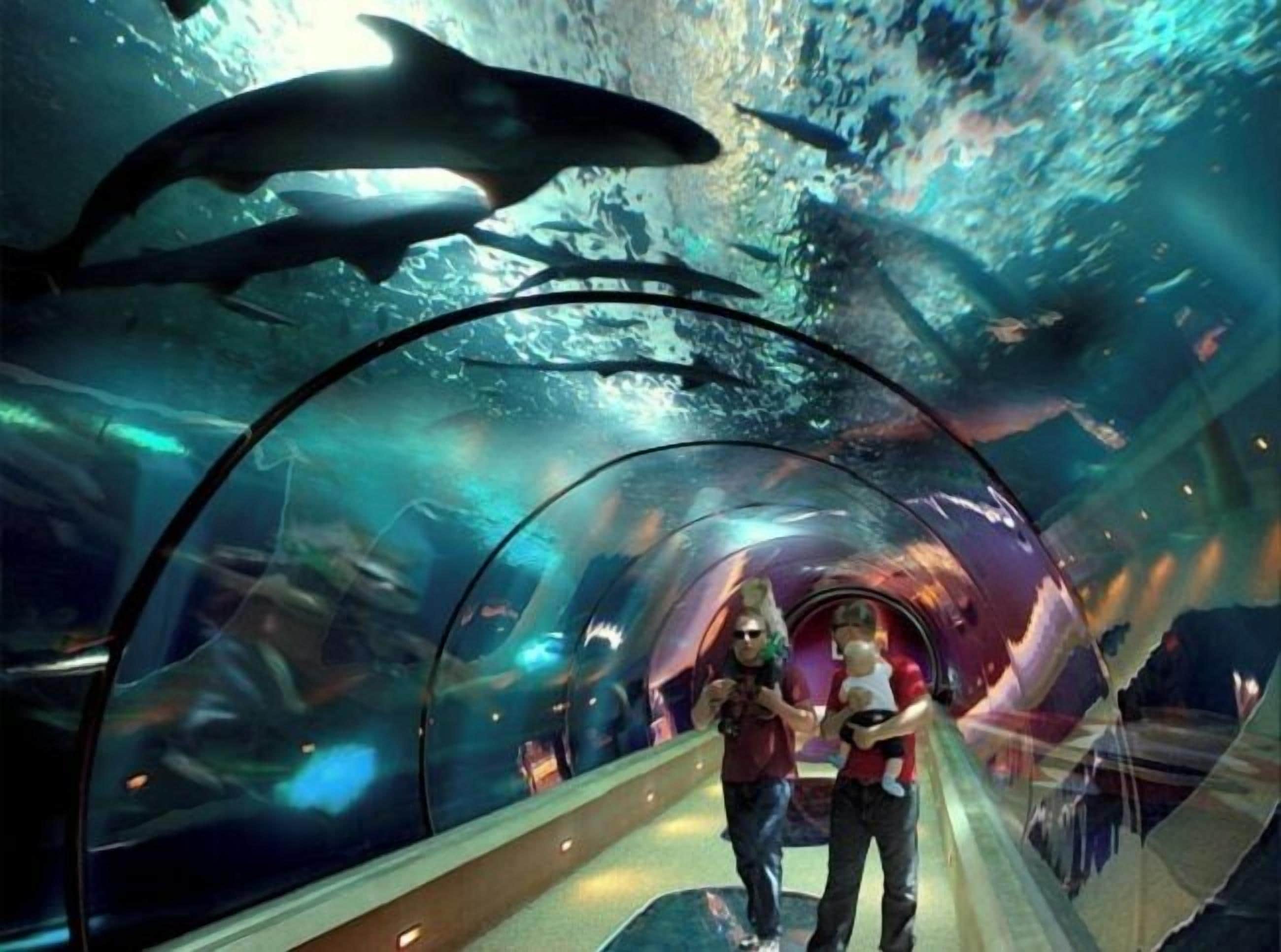 A tunnel with a glass ceiling, allowing views of the ocean and marine life.