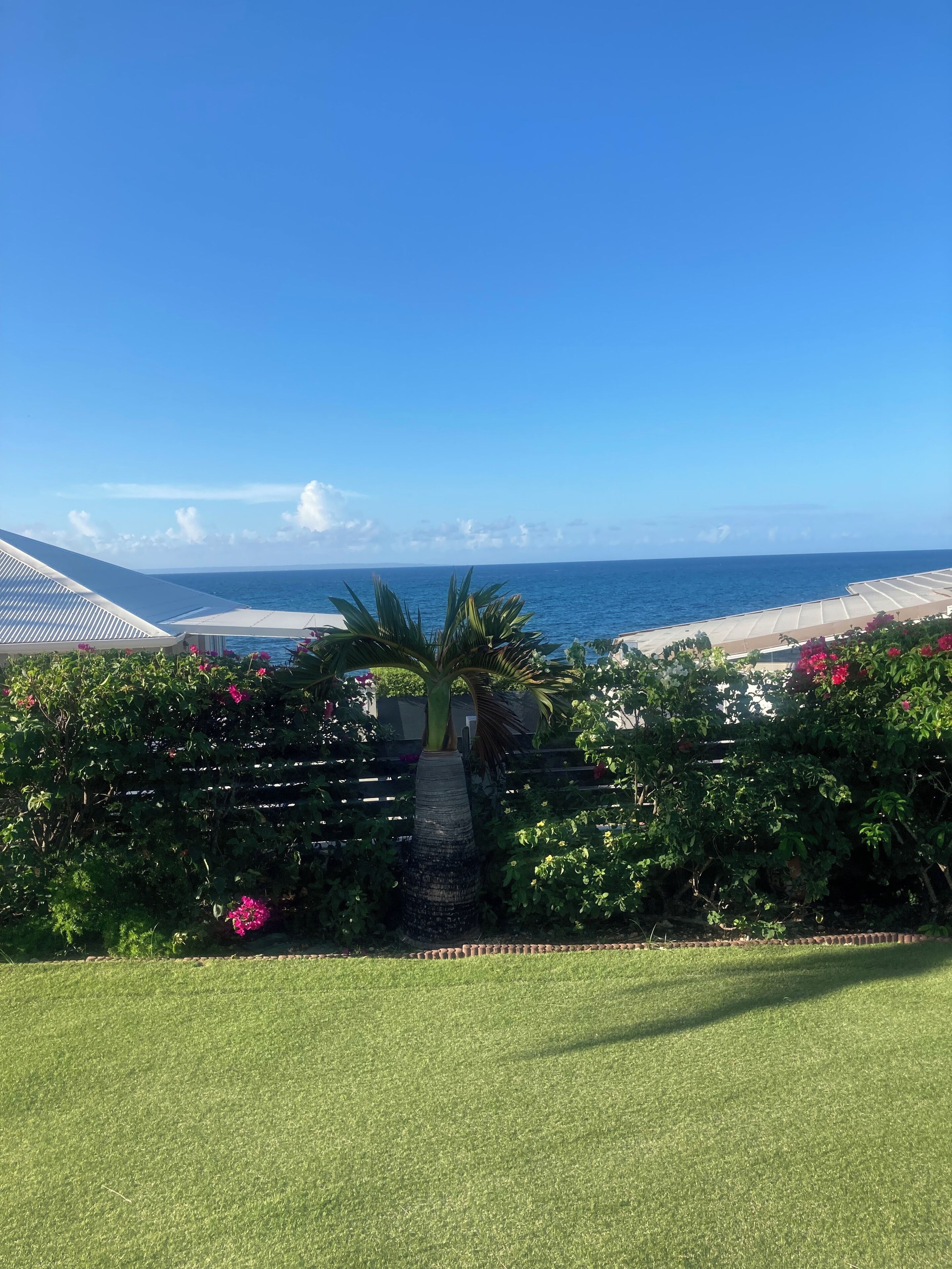 A view of a beach with a clear sky, a palm tree, and a grassy area in the foreground.