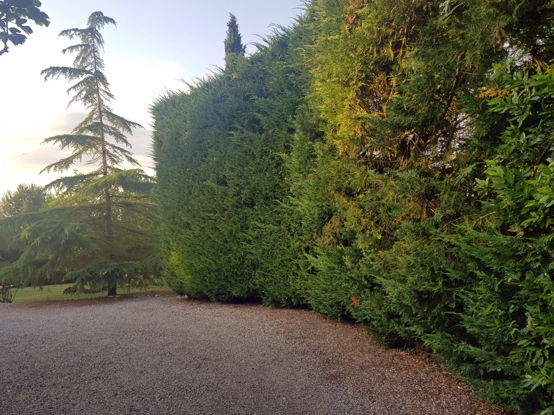 Un sendero de grava bordeado por setos frondosos y un alto árbol de hoja perenne.