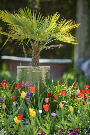 Una palmera en maceta con varios tulipanes en primer plano.
