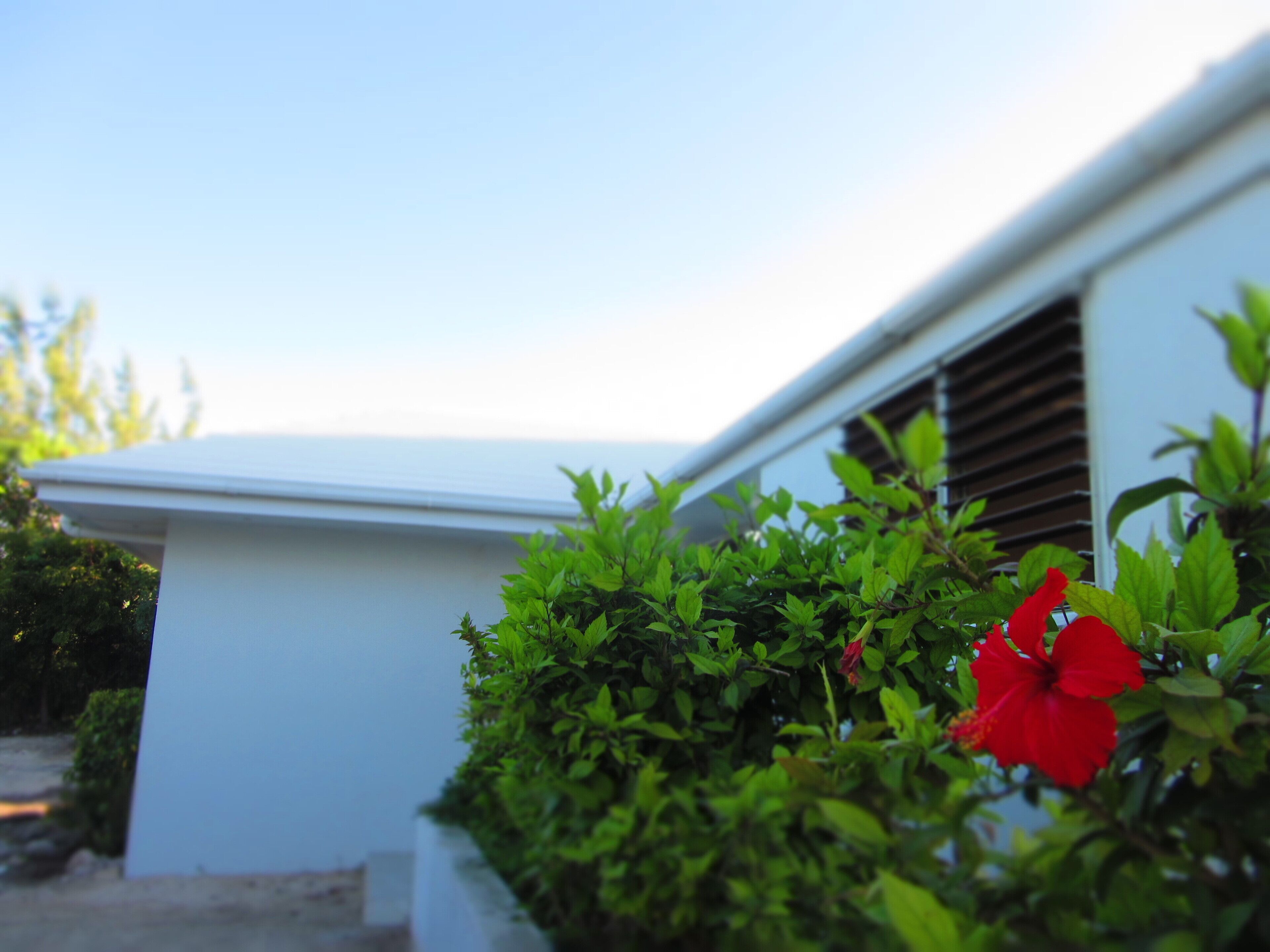 A white building with a window and a red flower in the foreground.
