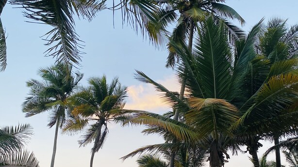 Uma praia com palmeiras, um caminho de areia e vista para o oceano.