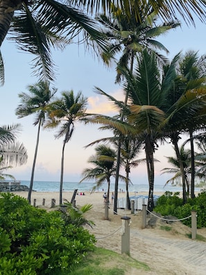 A beach with palm trees, a sandy path, and a view of the ocean.