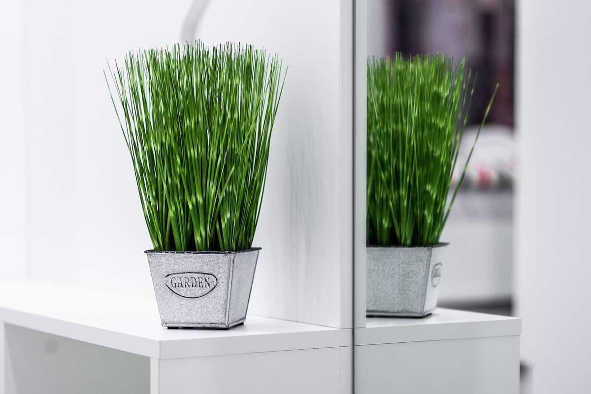 A potted plant with the word "GARDEN" on it, placed on a white surface.