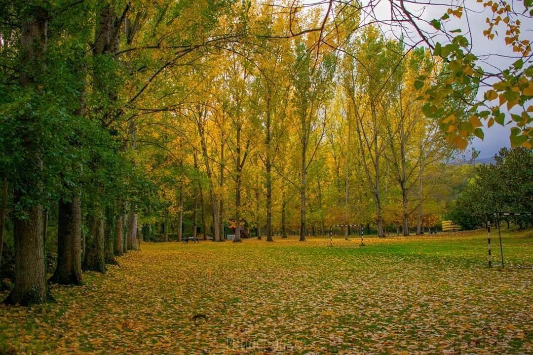 Un parque con árboles, un sendero y bancos.
