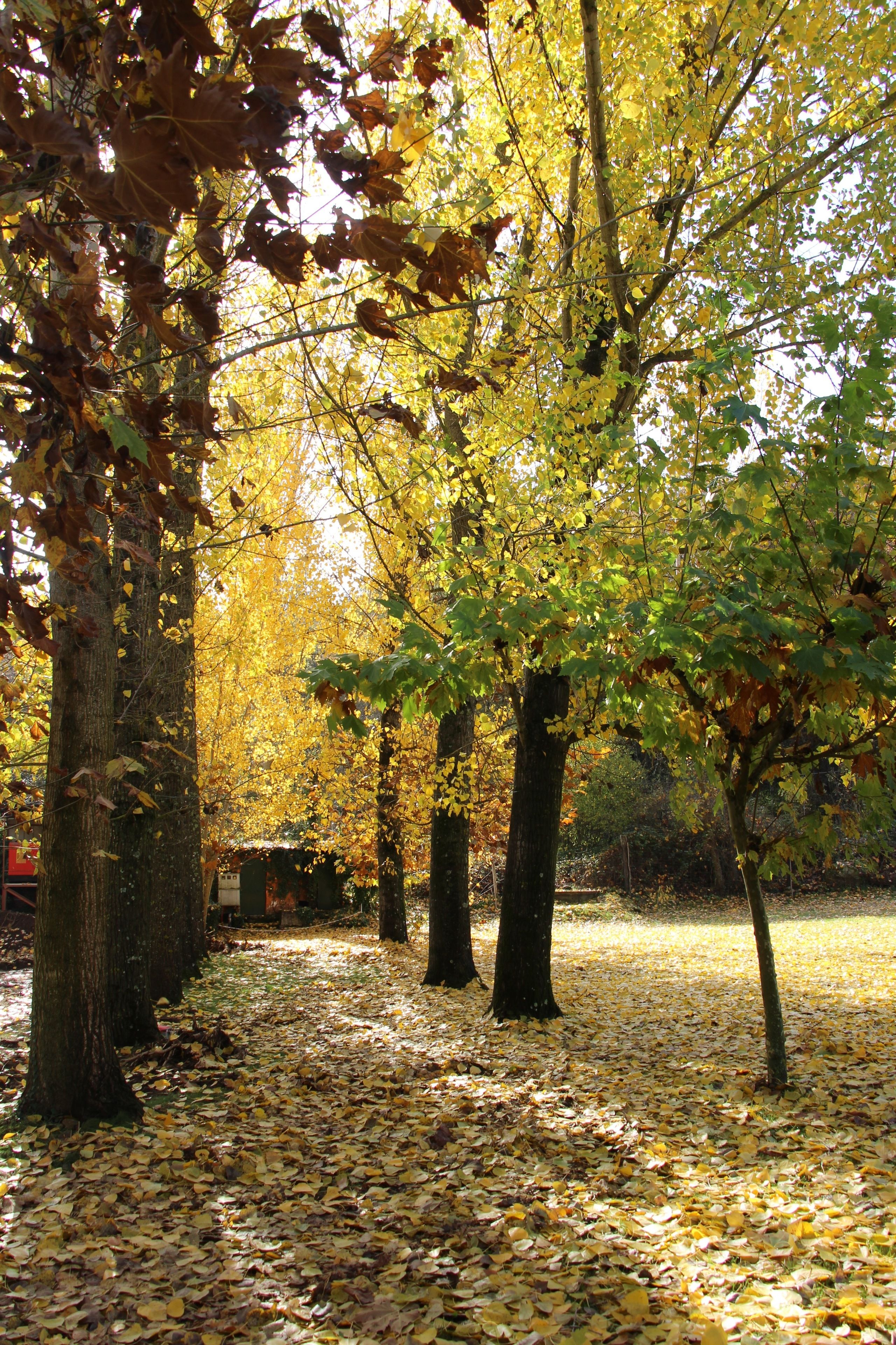 A pathway lined with trees in autumn, covered with fallen leaves.