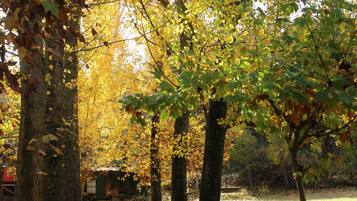 A pathway lined with trees in autumn, covered with fallen leaves.