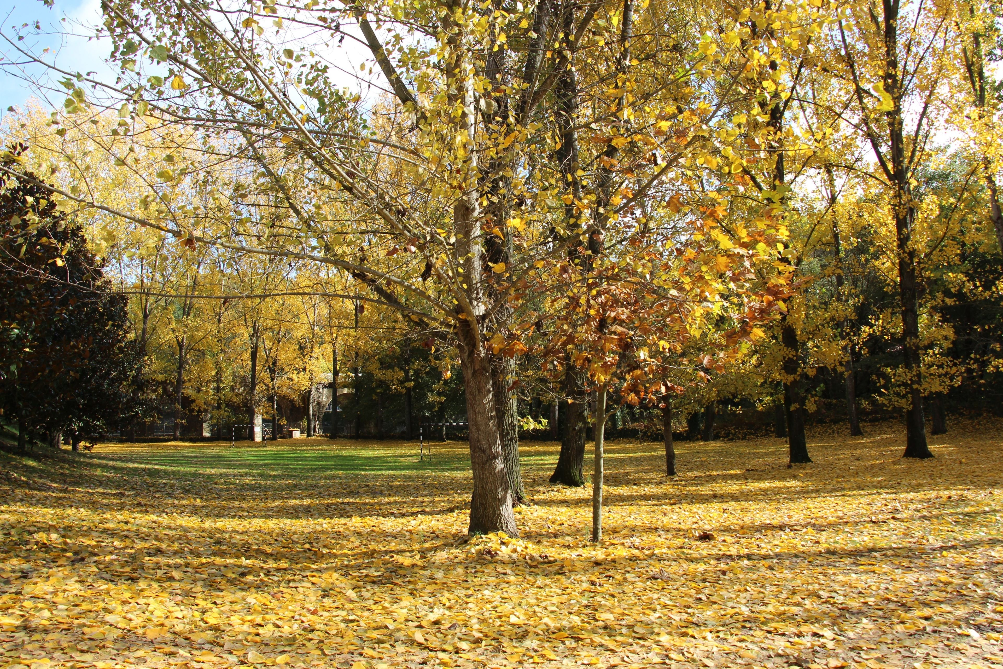 A park with trees covered in yellow leaves, a grassy area, and a clear sky.