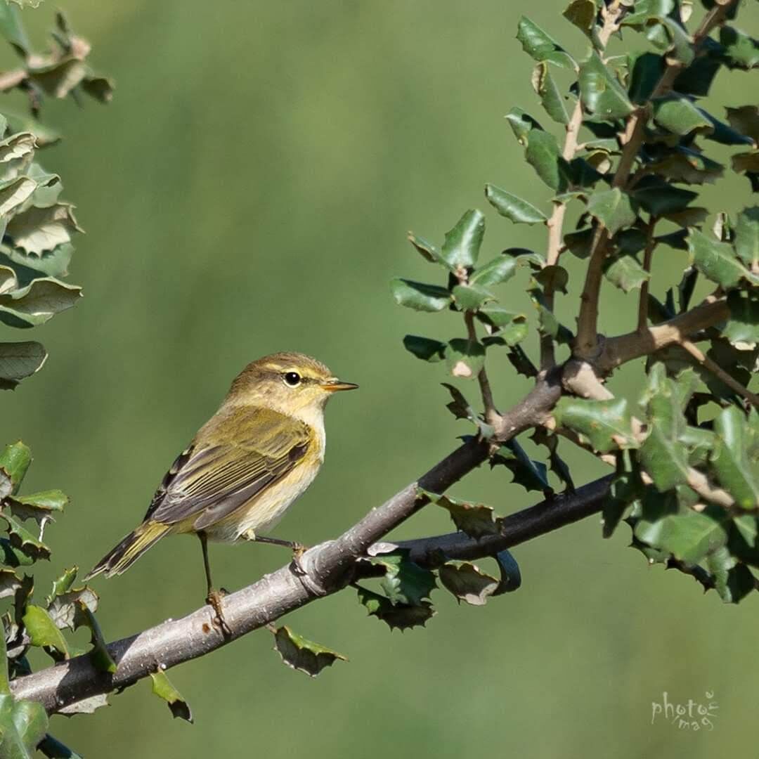 Un petit oiseau était perché sur une branche aux feuilles vertes.