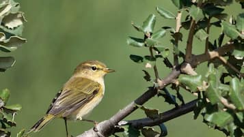 A small bird perched on a branch with green leaves.