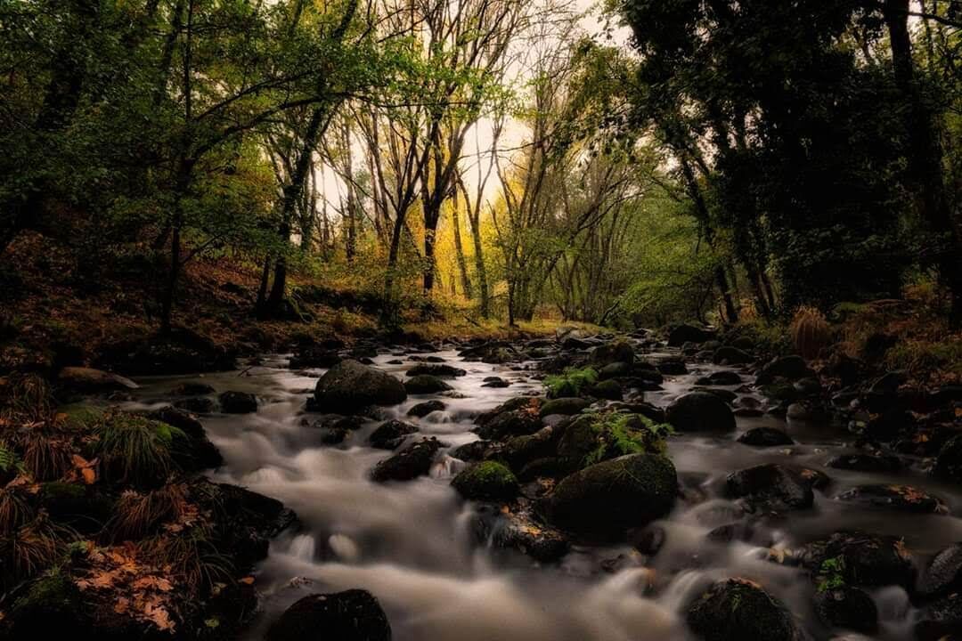 A forest stream with rocks and trees.