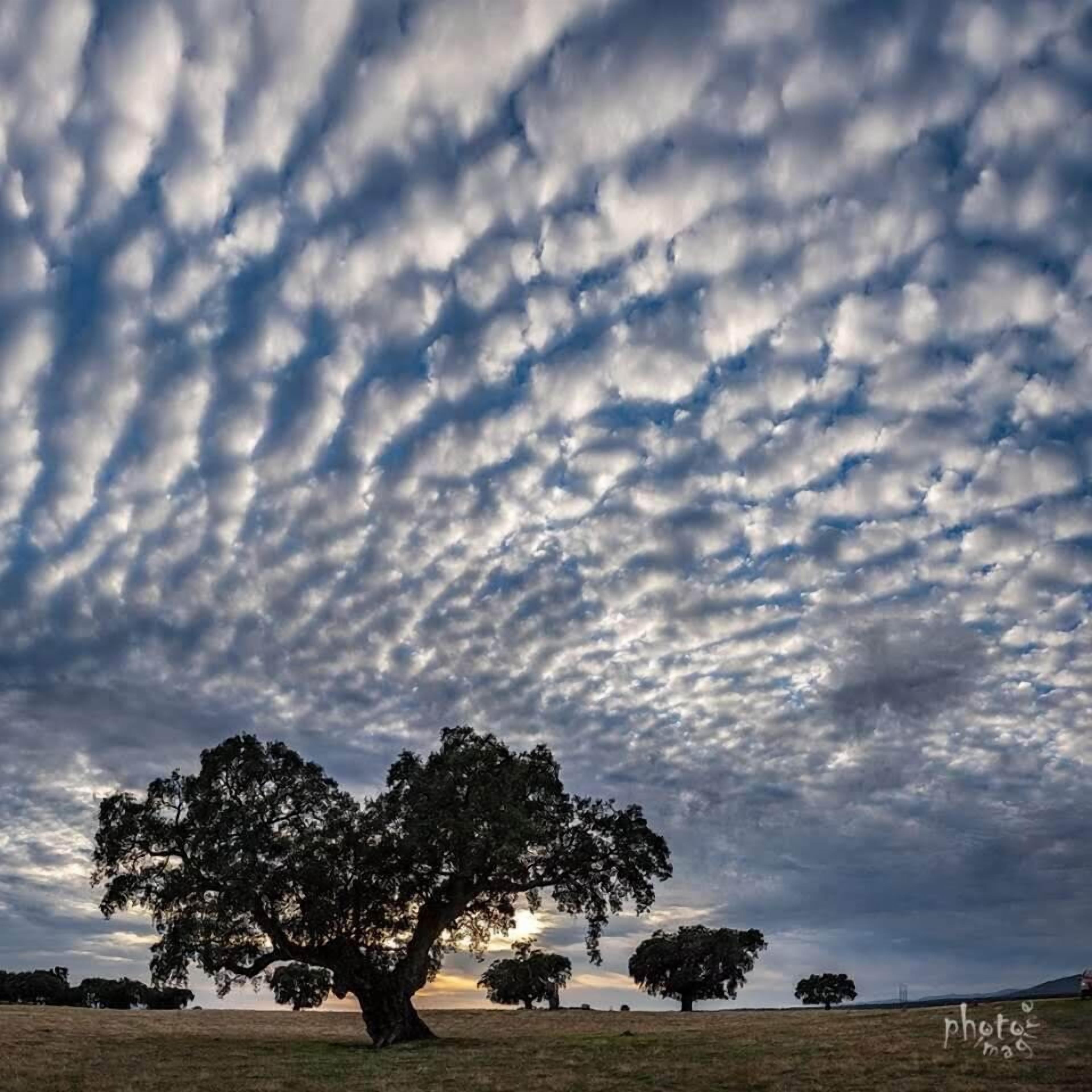 A landscape with a prominent tree in the foreground and a cloudy sky.