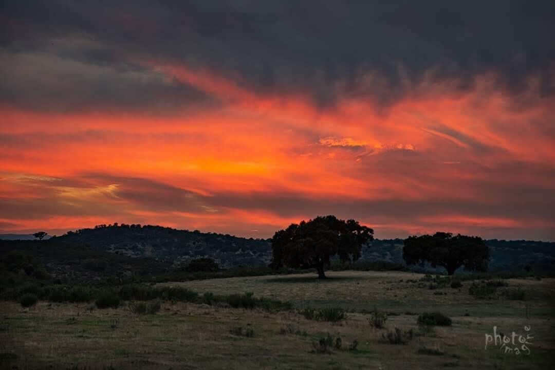 Un atardecer sobre un campo cubierto de hierba, con árboles y colinas al fondo.